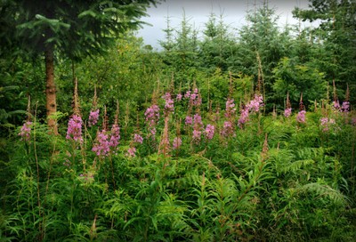 fireweed